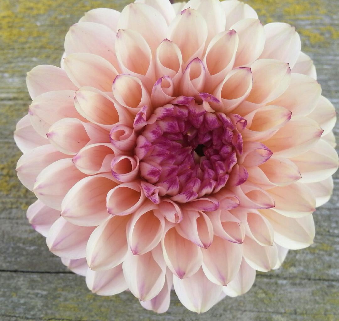 Wine Eyed Jill Pink Delightful Dahlias Closed To Prepare For Order