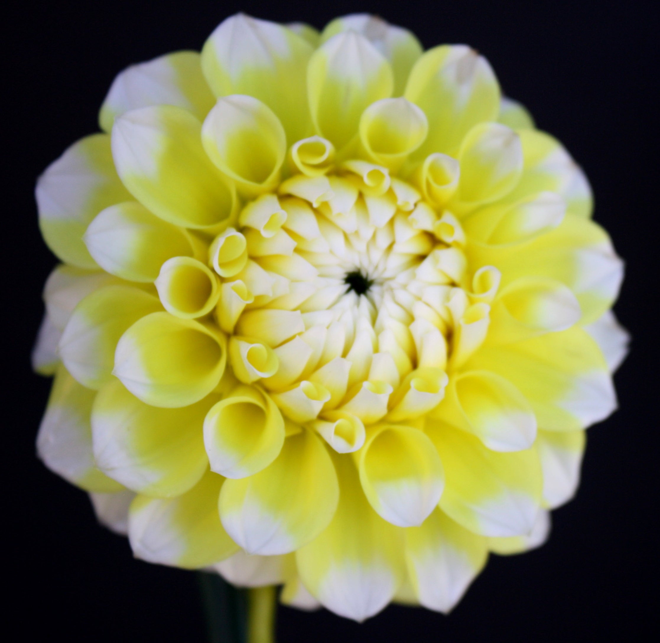 Korb Yellow Hy-Light | Delightful Dahlias Ordering is closed