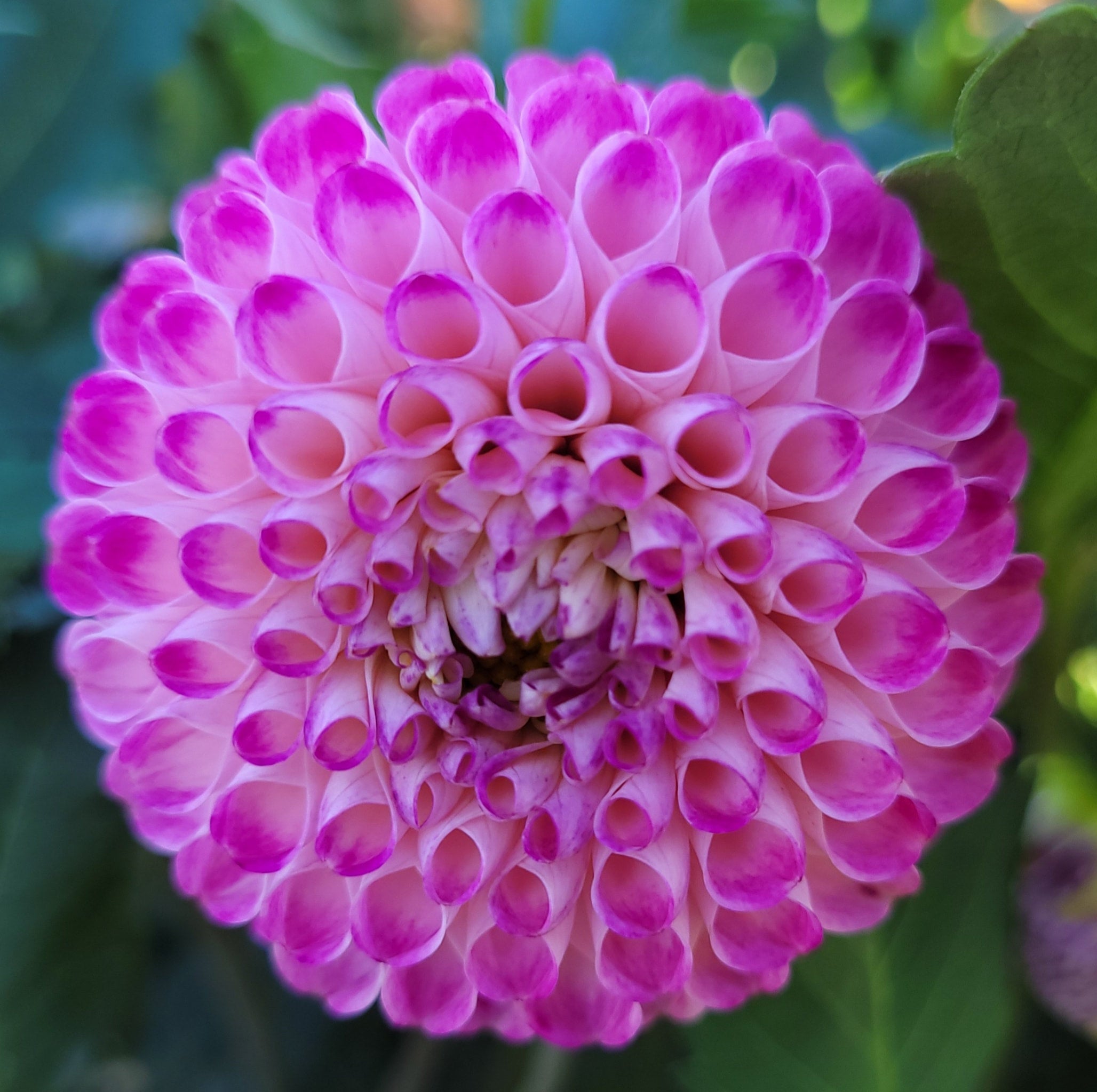 Bloomquist Yea Delightful Dahlias Opening Dec 1 2025 6 30pm bloomquist-yea-delightful-dahlias-opening-dec-1-2025-6-30pm