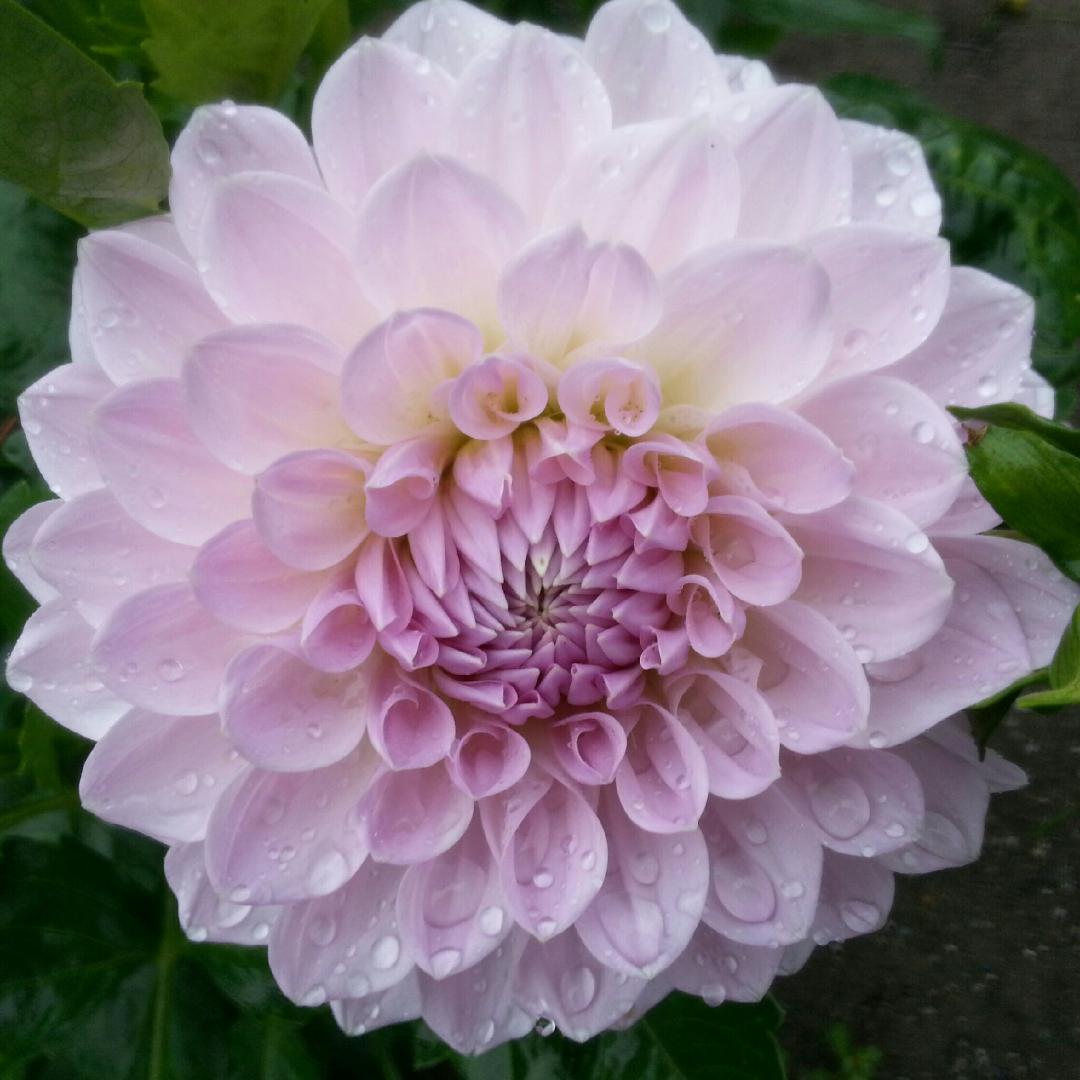 Lakeview Premier | Delightful Dahlias Thank you for your business, we ...