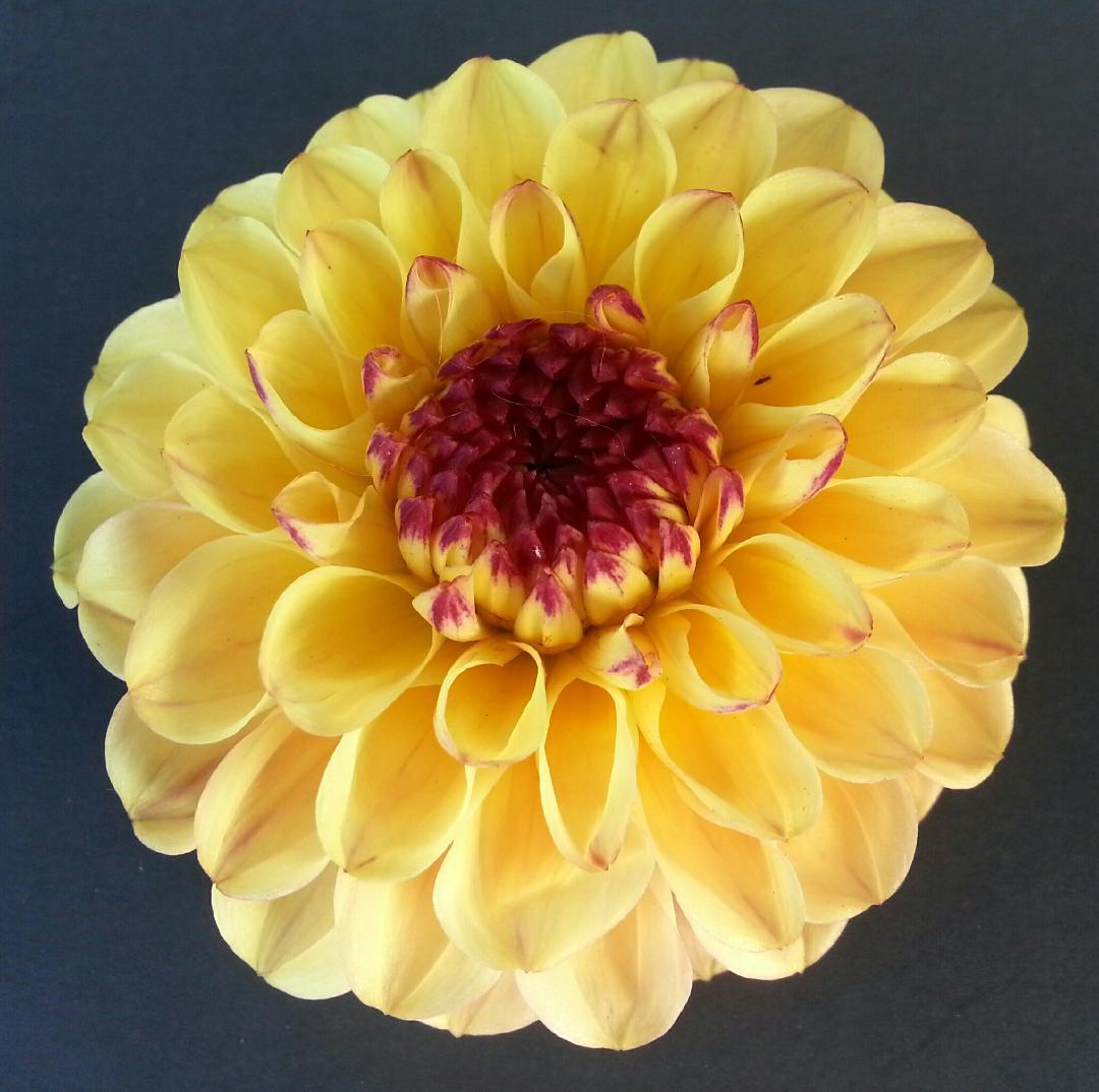 Wine Eyed Jill Yellow Delightful Dahlias Closed to prepare for