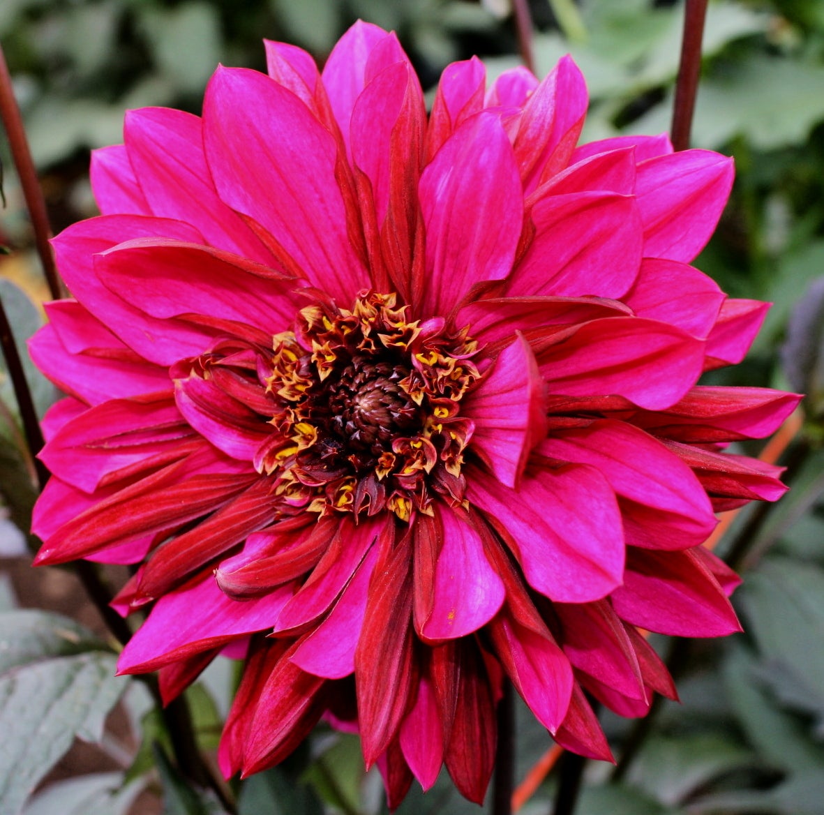 Purple Haze Delightful Dahlias We are open! While shopping, Low
