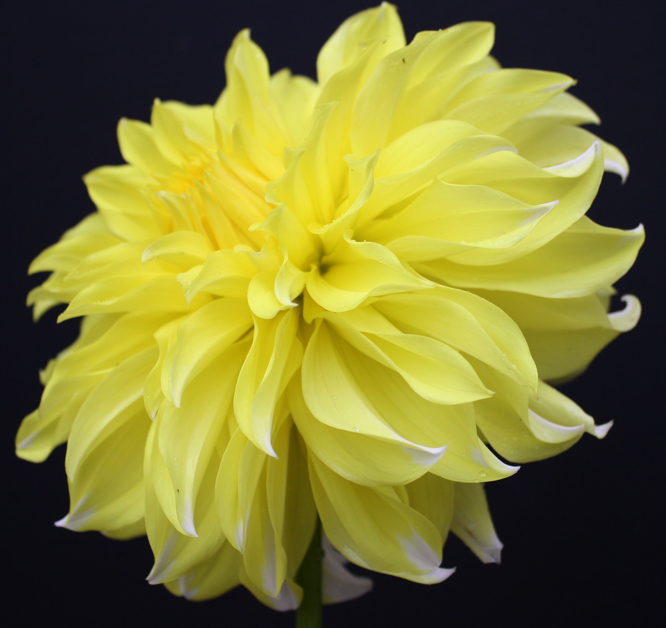 Hollyhill Lemon Ice | Delightful Dahlias Closed to prepare for order ...