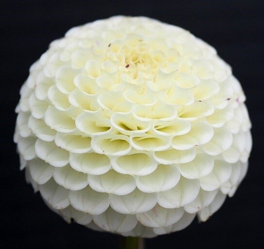 Bowen | Delightful Dahlias Closed to prepare for order fulfillment ...