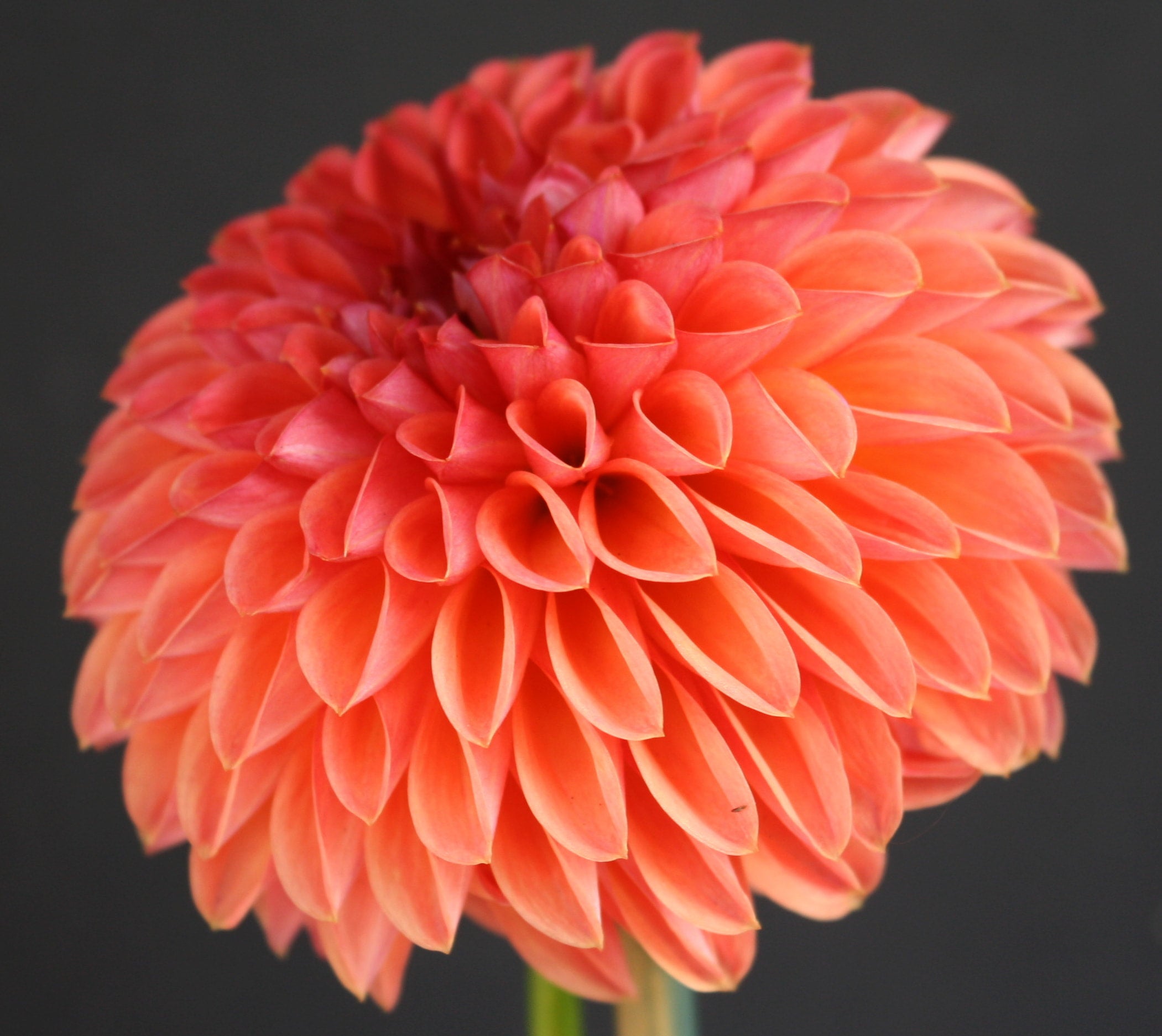 Chimacum Sam Delightful Dahlias Closed To Prepare For Order Fulfillment Shipping To Begin In