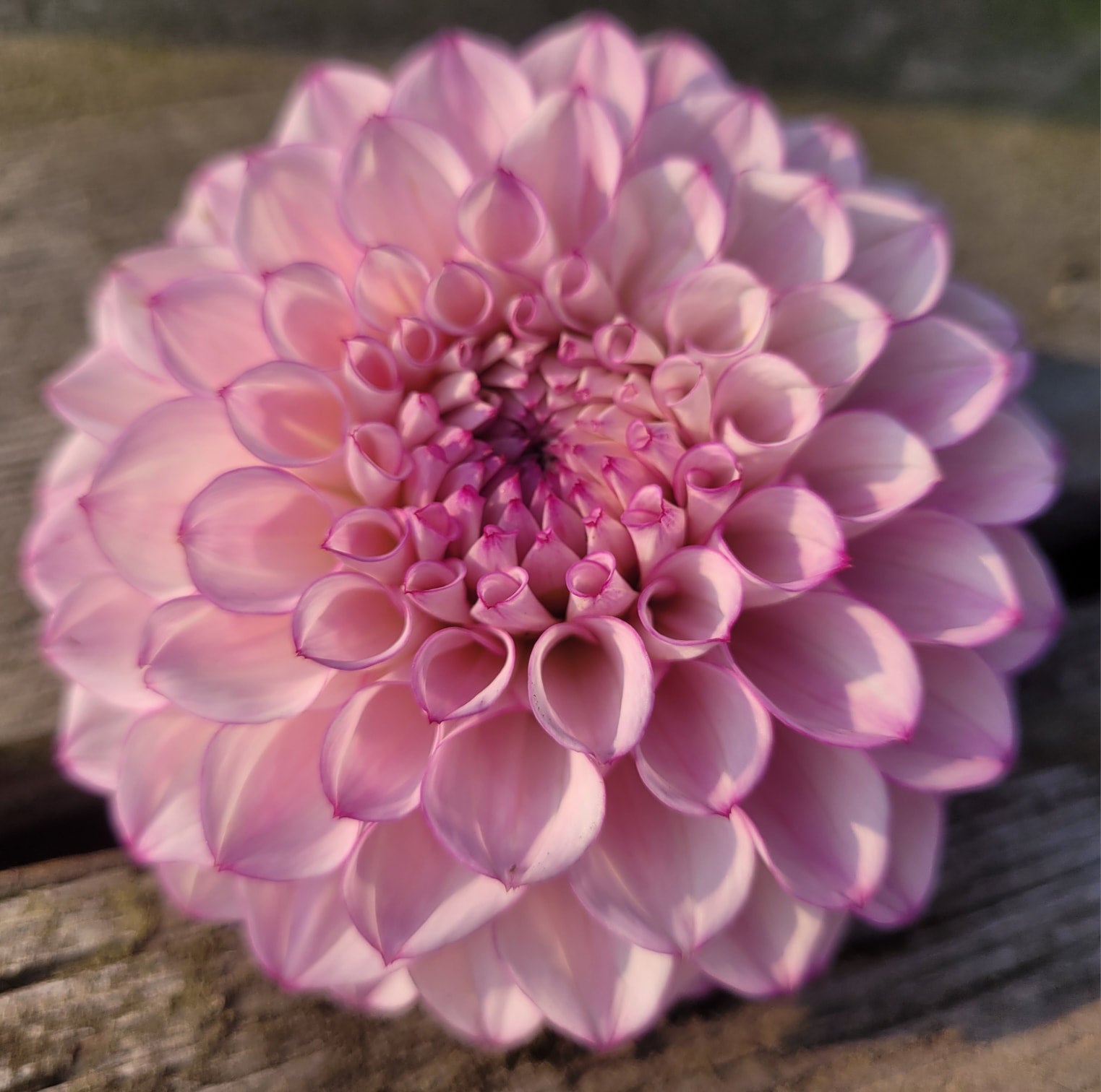 Hilltop glo delightful dahlias final call if you re eyeing those