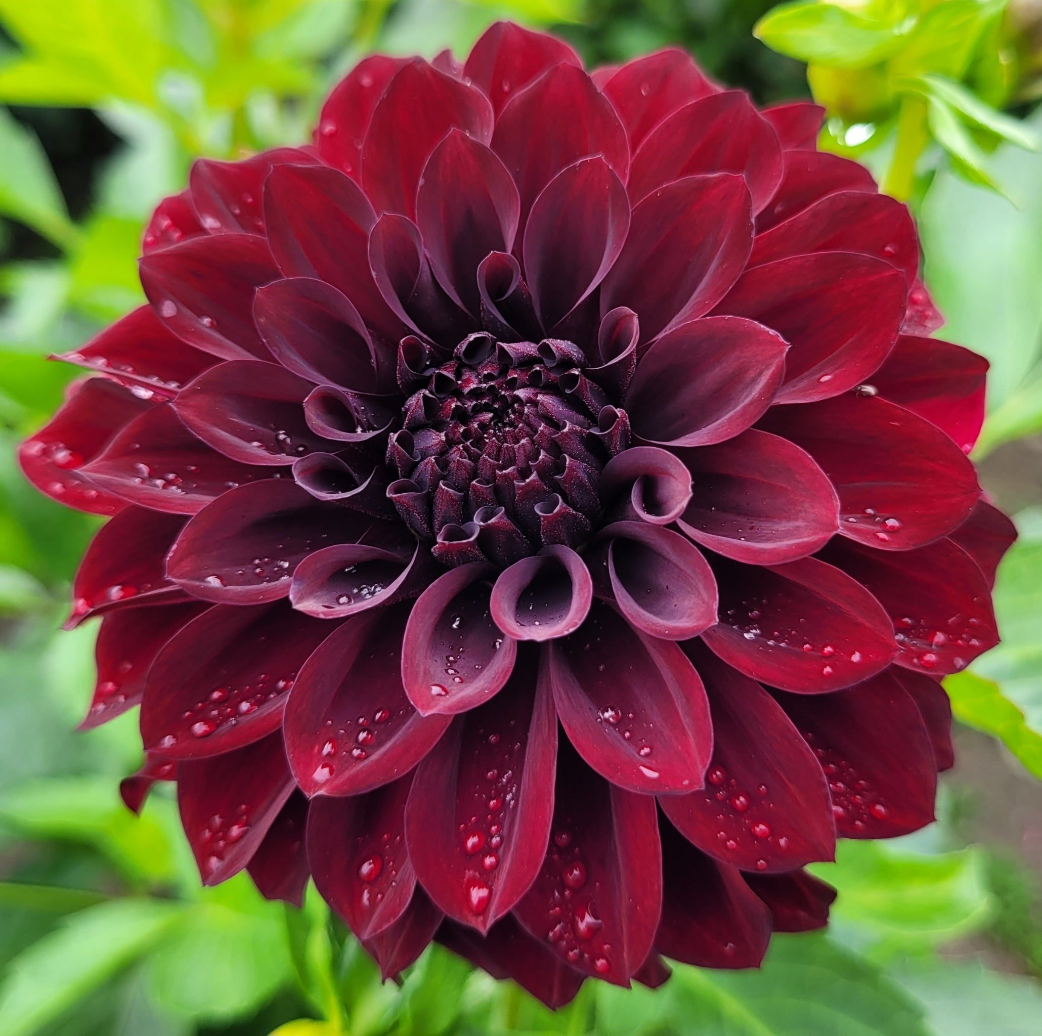 Black Satin Bundle of 4 tubers Delightful Dahlias Closed to prepare